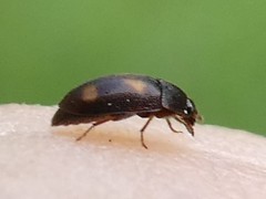 Litargus tetraspilotus
