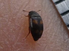 Litargus tetraspilotus