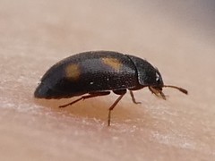 Litargus tetraspilotus