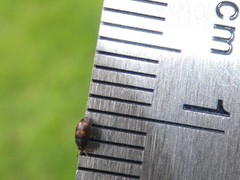 Litargus tetraspilotus