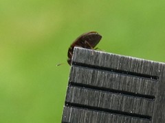 Litargus tetraspilotus