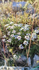 Iberis procumbens microcarpa
