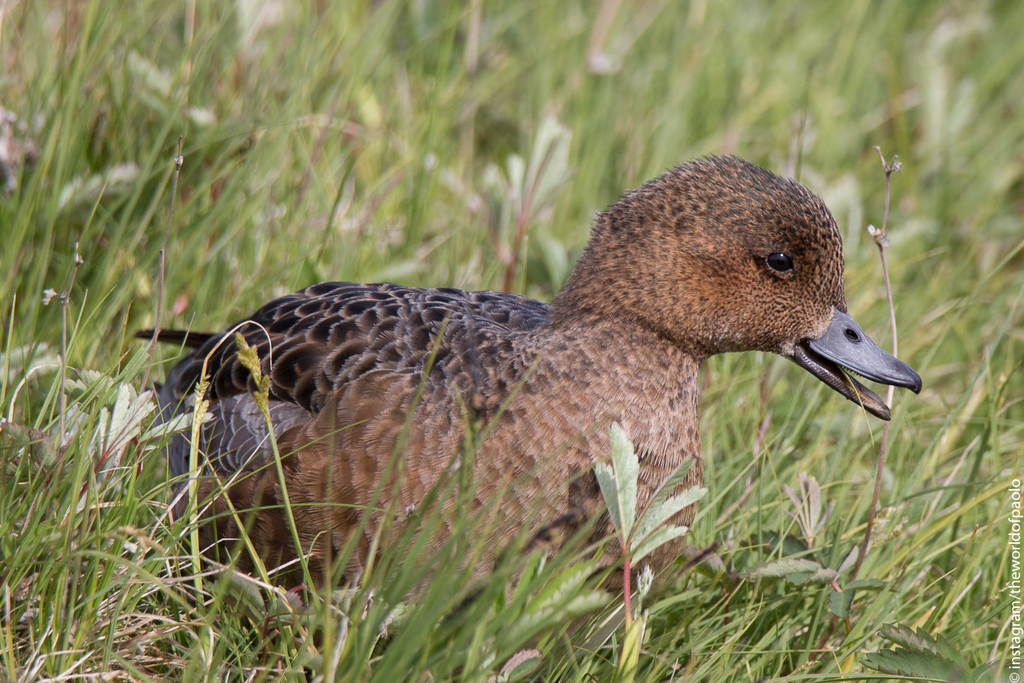 Foto de Eurasian Wigeon