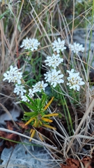Iberis procumbens microcarpa