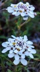 Iberis procumbens microcarpa