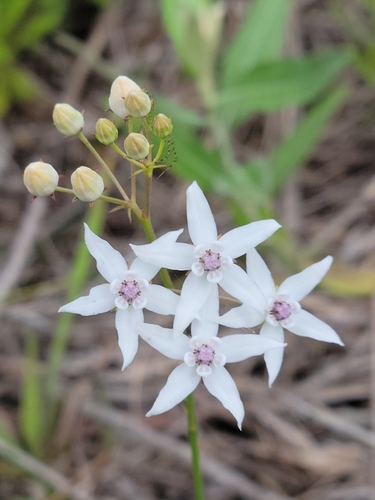 Image of Asclepias feayi by (c) Jay Horn, some rights reserved (CC BY)
