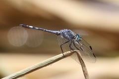 Micrathyria aequalis