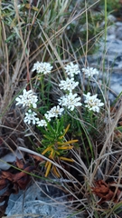Iberis procumbens microcarpa