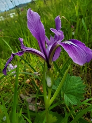 Iris tenax tenax