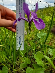 Iris tenax tenax