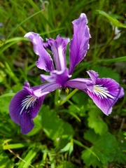 Iris tenax tenax