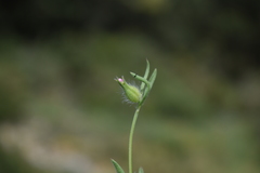 Silene tridentata