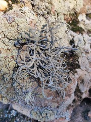 Lethariella intricata