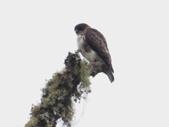 Buteo albigula