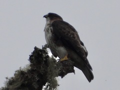 Buteo albigula