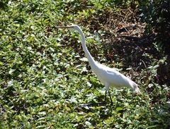 Ardea alba