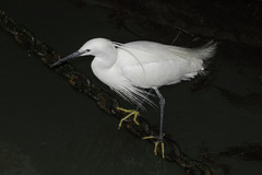 Egretta garzetta