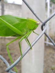 Stilpnochlora quadrata