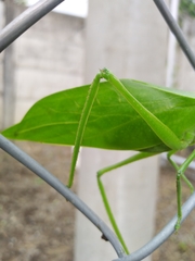 Stilpnochlora quadrata