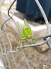 Stilpnochlora quadrata