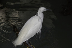 Egretta garzetta
