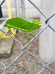 Stilpnochlora quadrata