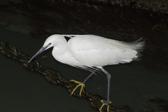 Egretta garzetta