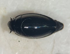 Gyrinus elevatus