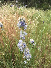 Frasera albicaulis columbiana