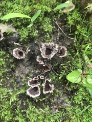 Thelephora multipartita