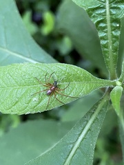Philodromus marxi