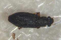 Hydrochus schereri