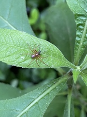 Philodromus marxi