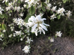 Amelanchier cusickii