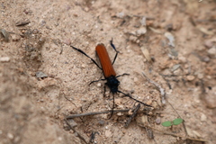 Tragidion bicolor