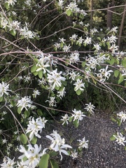 Amelanchier cusickii