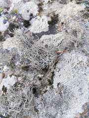 Lethariella intricata