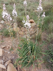 Asphodelus macrocarpus rubescens