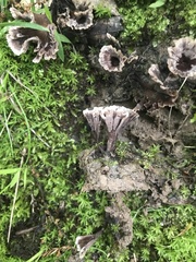 Thelephora multipartita