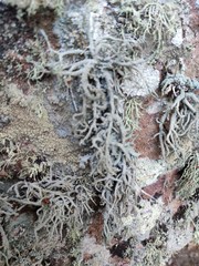 Lethariella intricata