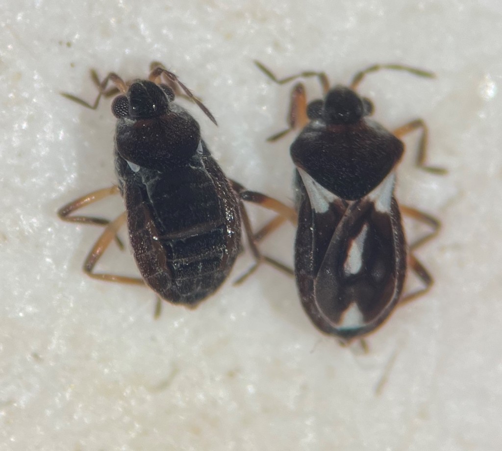 Microvelia atrata