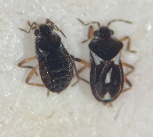 Microvelia atrata