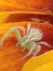 Heriaeus hirtus