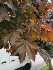 Acer platanoides