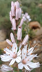 Asphodelus macrocarpus rubescens