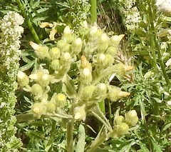 Andryala integrifolia