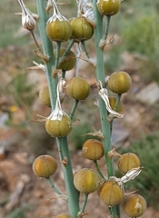 Asphodelus macrocarpus rubescens