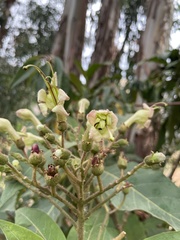 Nicotiana tomentosa