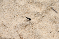 Cicindela abdominalis