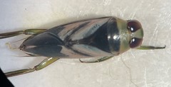 Notonecta indica
